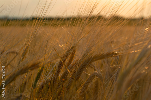Golden stalks of wheat against the setting sun. Natural food concept.