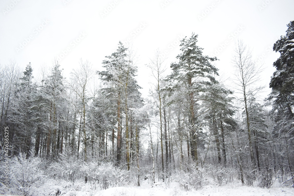 forest in winter forest in winter