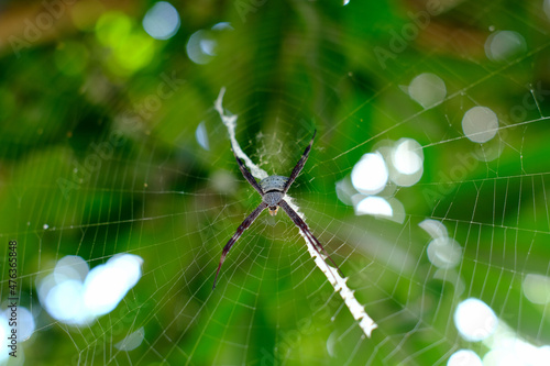 spider hanging in the web on a bokeh background