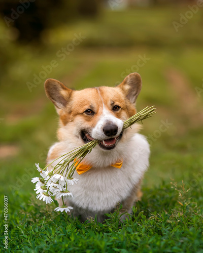 cute corgi dog puppy sitting in the garden with a bouquet of flowers daisies ...