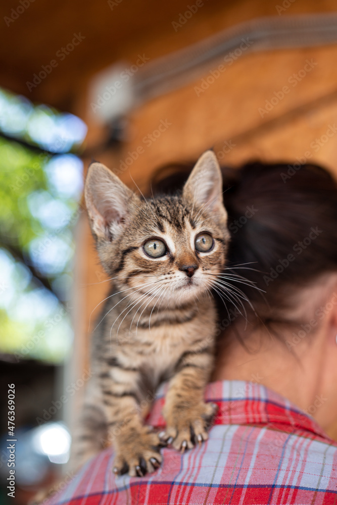 Kitten without breed on the neck. Cute fluffy striped cat. 