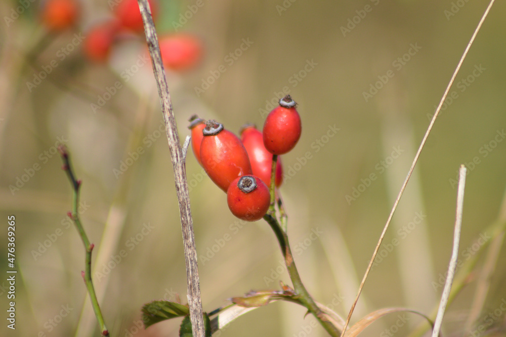 Red rose dog fruits closeup view with blurred background Red rose dog fruits closeup view with blurred background