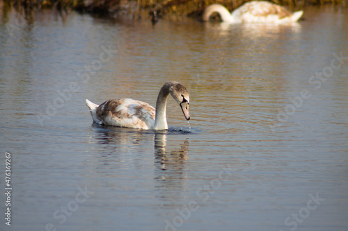 Young swan with head just out of water closeup view with selective focus on foreground