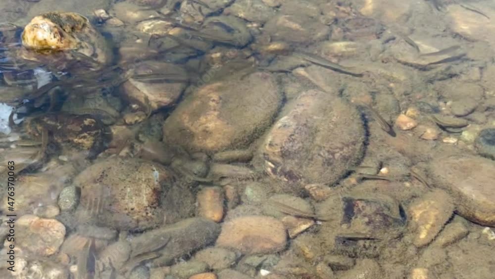 little minnows in transparent water little minnows in transparent water