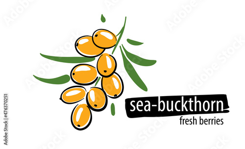 Drawn vector Sea buckthorn on a white background
