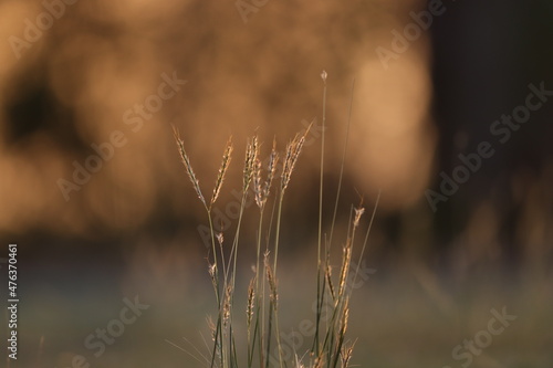 grass in the morning