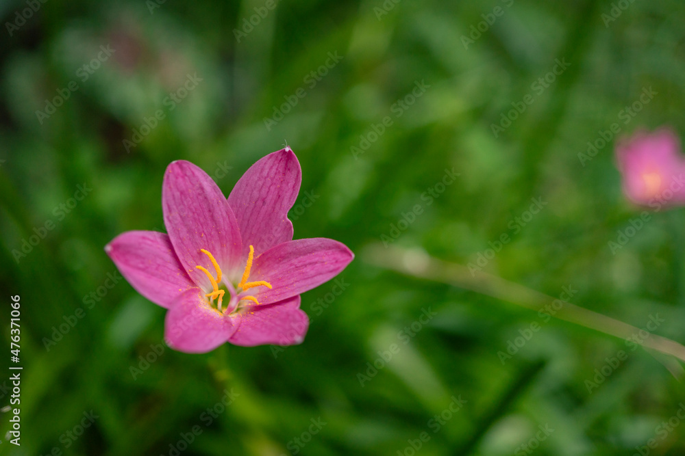 Macro photo of wild flower on the park when spring time. the photos is perfect for pamphlet, nature poster, nature promotion and traveler. Macro photo of wild flower on the park when spring time. the photos is perfect for pamphlet, nature poster, nature promotion and traveler.
