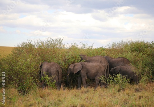 Photography elephants in the water