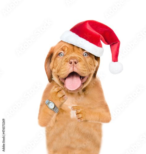 Happy mastiff puppy wearing red santa hat points on wrist watch on it paw. isolated on white background