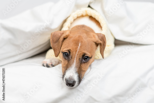 Unhappy Jack russell terrier puppy lying under white warm blanket on a bed at home