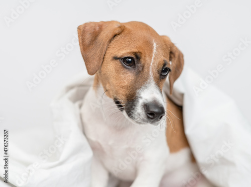 jack russell terrier puppy sits under white warm blanket on a bed at home © Ermolaev Alexandr