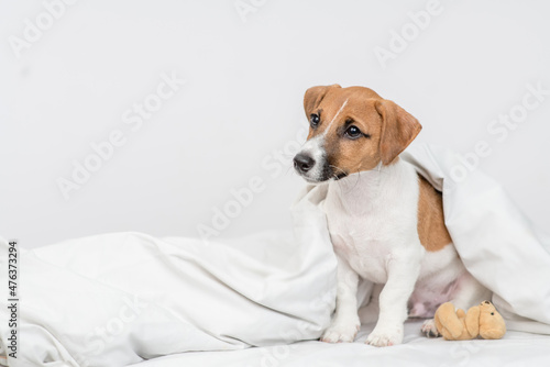 Jack russell terrier puppy sits with toy bear under white warm blanket on a bed at home and looks away. Empty space for text © Ermolaev Alexandr
