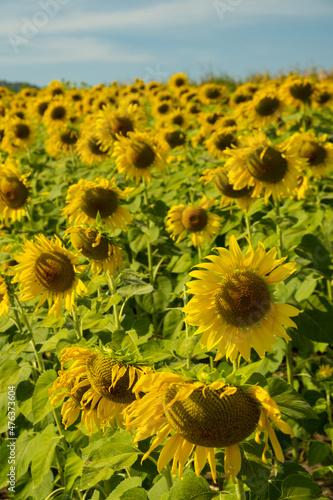 A field of colorful sunflowers