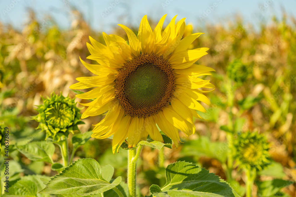A field of colorful sunflowers A field of colorful sunflowers
