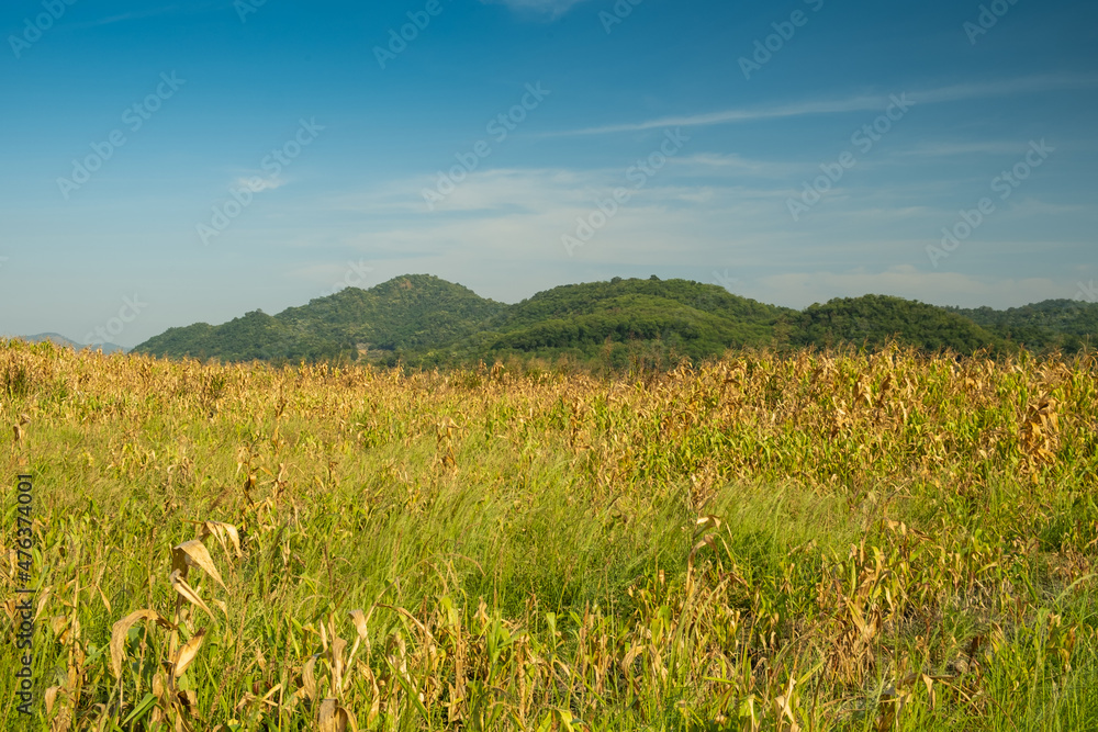 Fototapeta premium Sorghum field