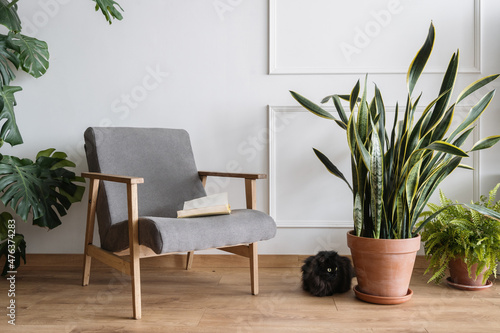 Stylish armchair, plants and cat in cozy room