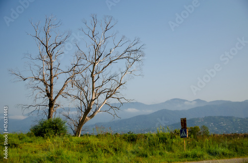 Tree and mountains