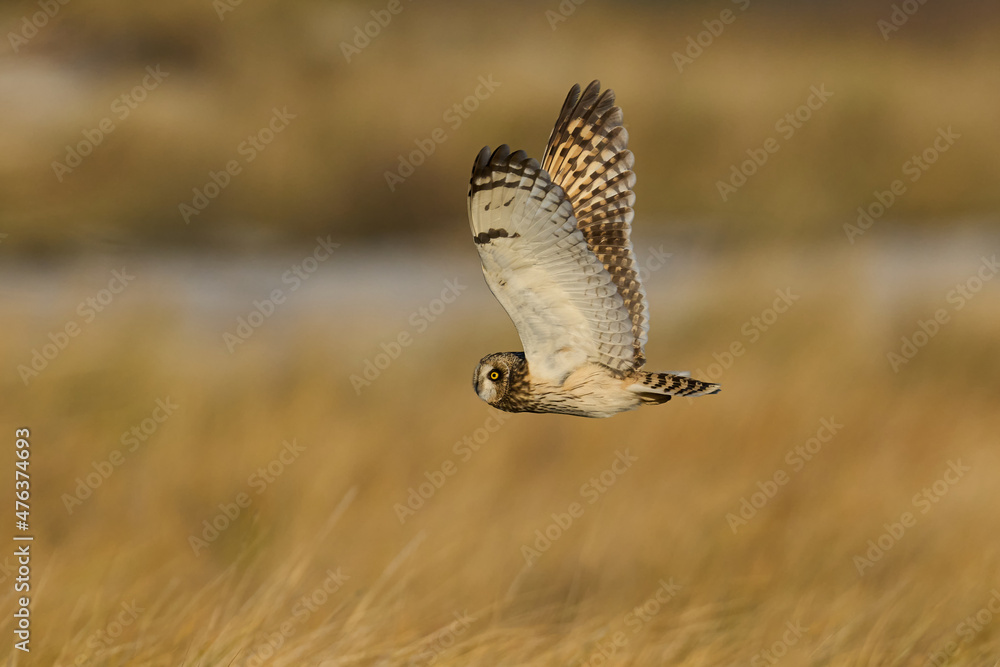Fototapeta premium Short-eared owl (Asio flammeus)