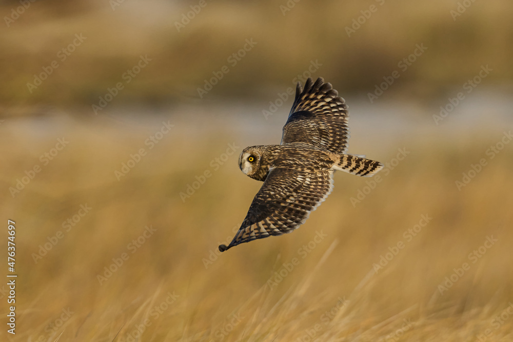 Fototapeta premium Short-eared owl (Asio flammeus)