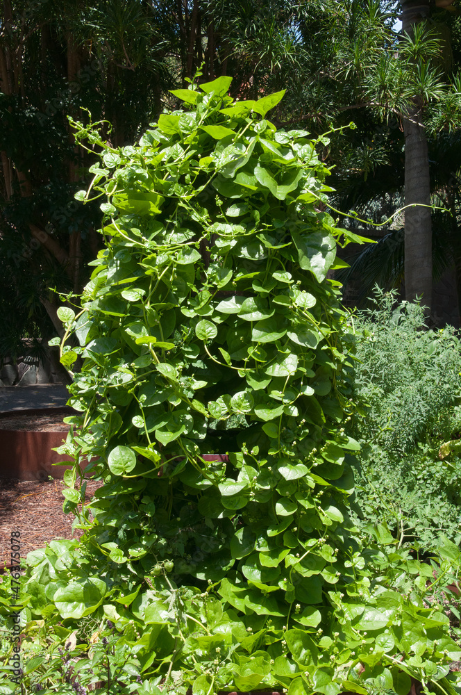 Sydney Australia, climbing basella alba or malabar spinach in veggie patch Sydney Australia, climbing basella alba or malabar spinach in veggie patch