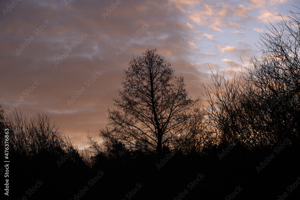 Fototapeta premium Winter dawn in the forest