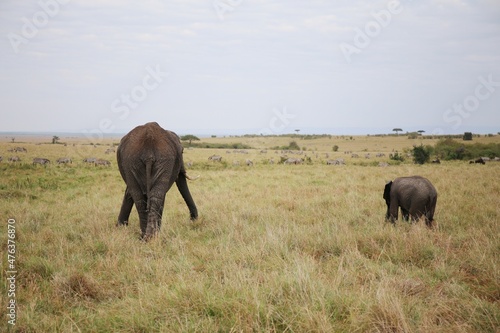 Photography herd of elephants