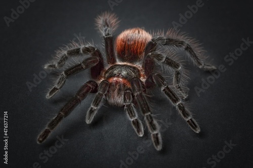Fototapeta huge hairy tarantula spider.