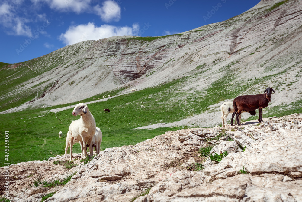 Naklejka premium Sheep on a high plateau in the Italian Dolomites. Sunny summer day