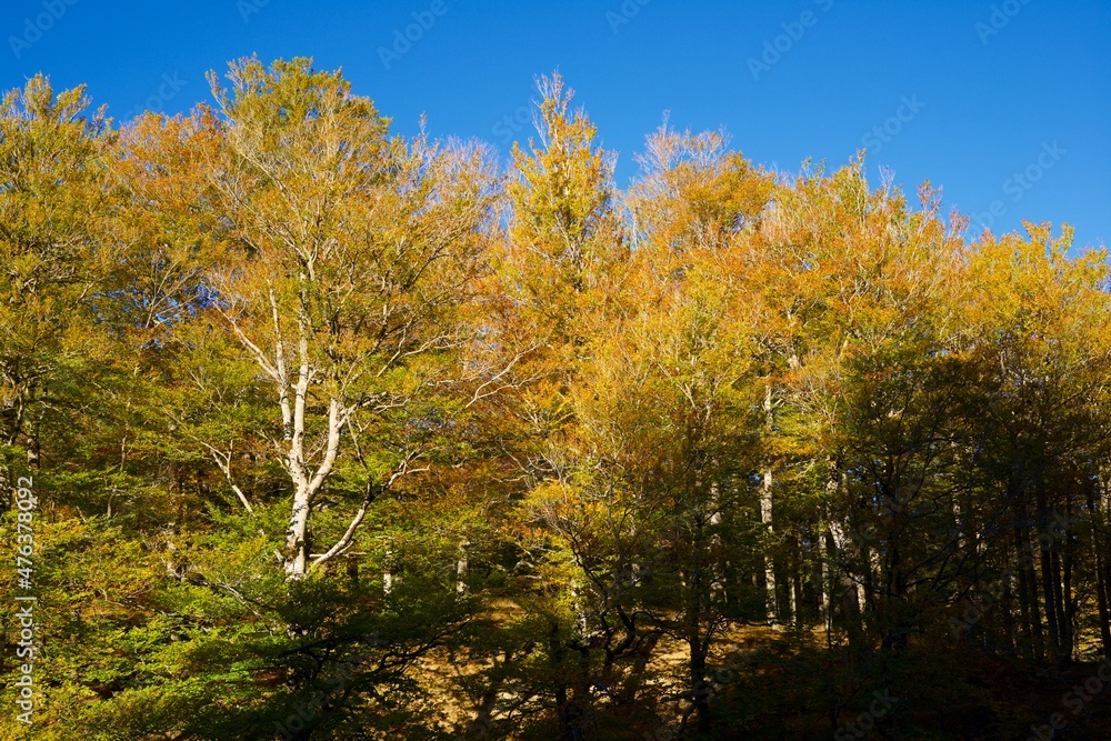 Naklejka premium Autumn forest in the Pyrenees