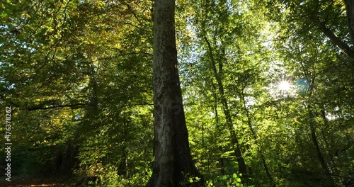 Beech and platans, forest of Compiegne, Oise department, France photo