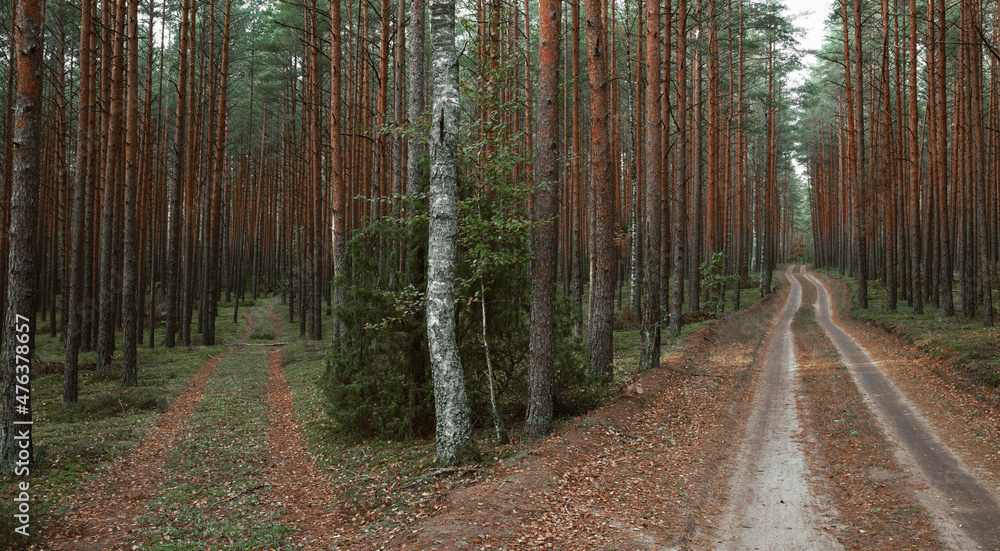 Fototapeta premium Panoramic view of the mysterious pine forest. Tree trunks close-up. Abstract natural pattern, texture, background. Pure nature concept