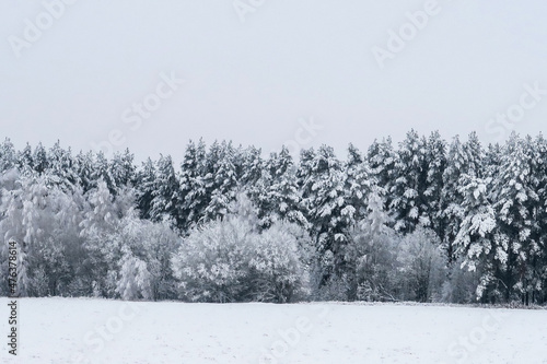 A forest covered with snow. Deciduous and coniferous trees bent under a thick layer of snow. A snowstorm. © ru4eek