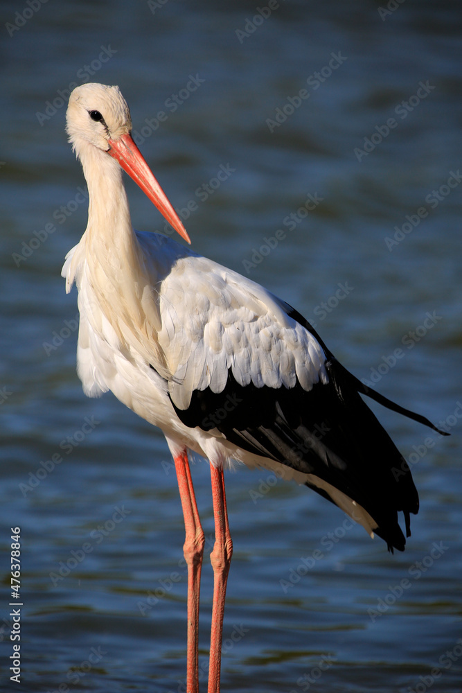 Fototapeta premium stork