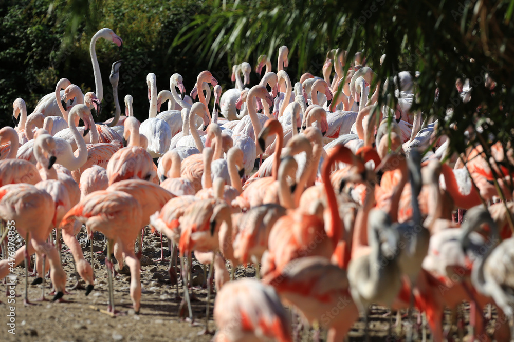 Fototapeta premium rose flamingos