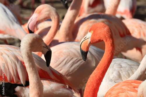 Canvas Print rose flamingos