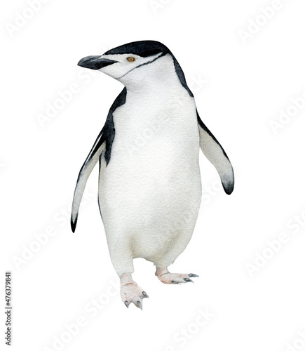Hand-drawn watercolor chinstrap penguin illustration isolated on white background. Antarctic animal bird	 photo