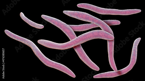 Fusobacterium, 3D illustration. An oral bacterium that causes periodontal diseases photo