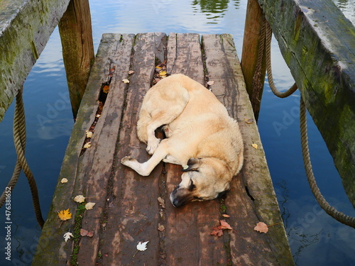 dog in the lake photo