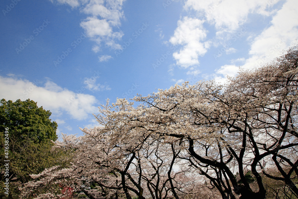 Large cherry blossom trees in the park with full bloom Large cherry blossom trees in the park with full bloom