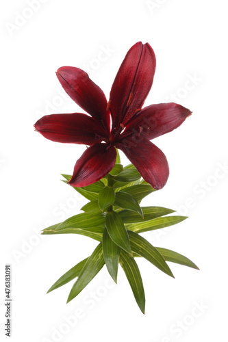 Dark burgundy lily flower isolated on white background.