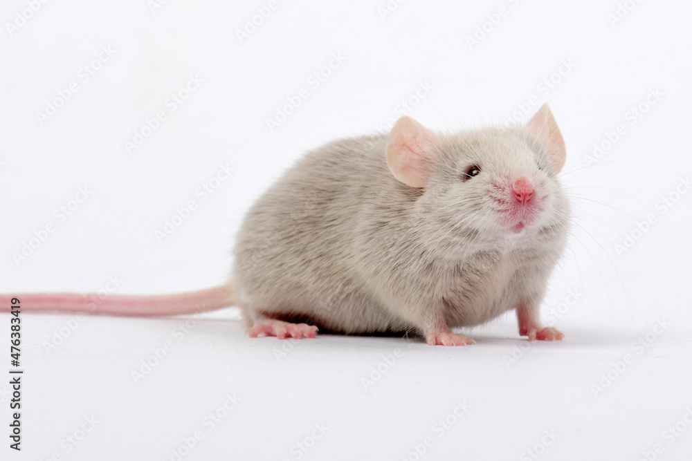 Fancy mouse, pet mouse // Farbmaus (Mus musculus f. domestica) Fancy mouse, pet mouse // Farbmaus (Mus musculus f. domestica)