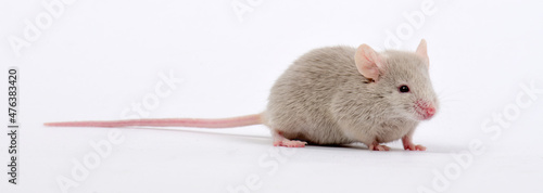 Farbmaus // Fancy mouse, pet mouse (Mus musculus f. domestica) 