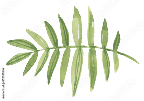 Watercolor green leave on white background. Leafs on branch. Floral trees elements
