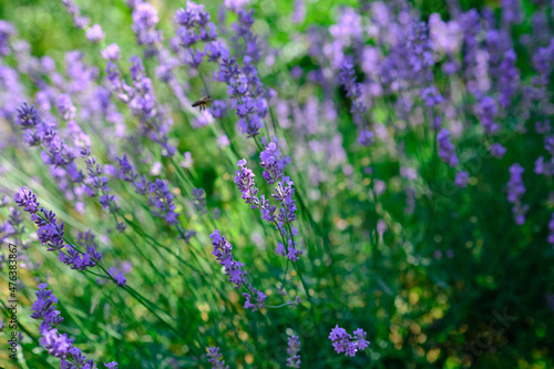 lavender bush on the field