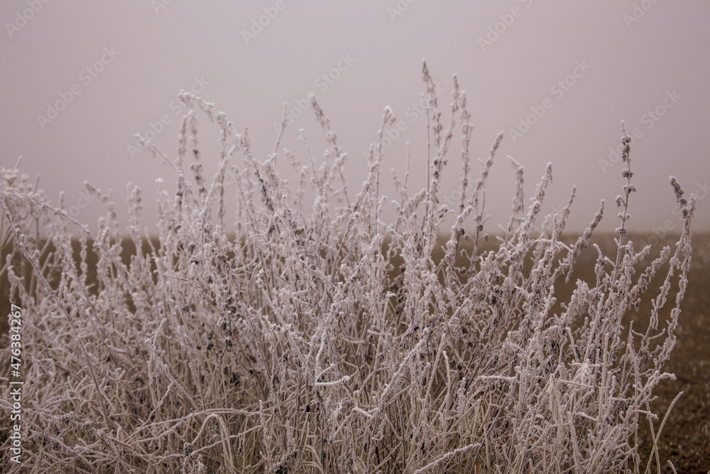 Obraz premium icicles on the grass