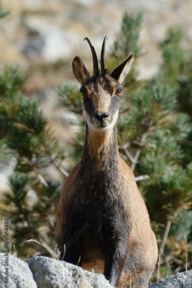 Pyrenean chamois (Rupicapra pyrenaica) in the mountains Pyrenean chamois (Rupicapra pyrenaica) in the mountains