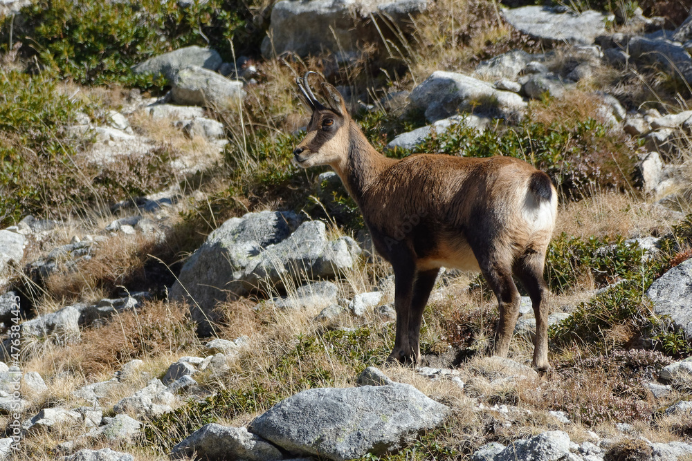 Pyrenean chamois (Rupicapra pyrenaica) in the mountains Pyrenean chamois (Rupicapra pyrenaica) in the mountains