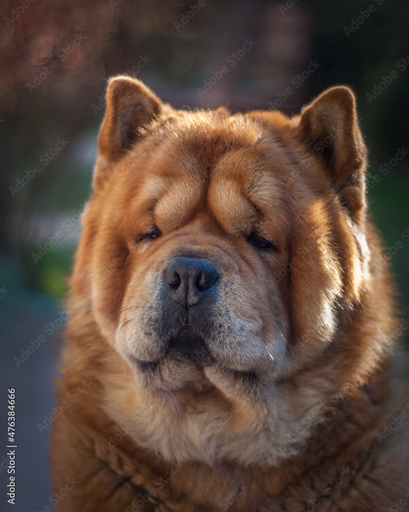portrait of an adorable chow dog