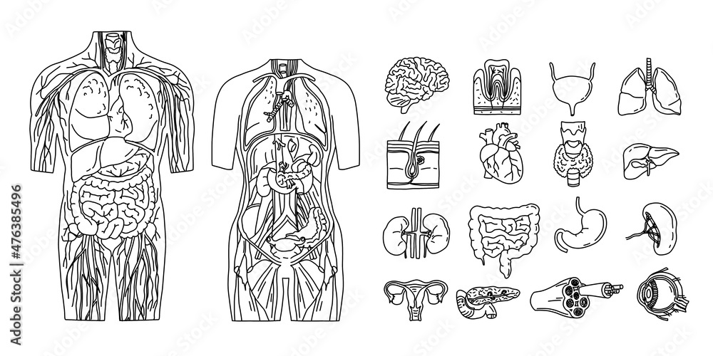 Line sketch of the internal organs. Individual elements of the human body.  Drawing Stock Illustration | Adobe Stock