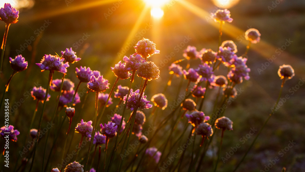 Flowers Sunrise Background Flowers Sunrise Background